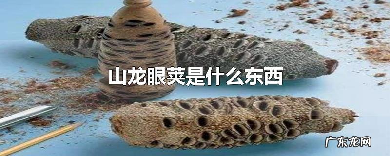 山龙眼荚是什么东西