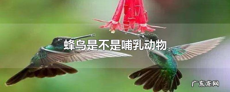 蜂鸟是不是哺乳动物