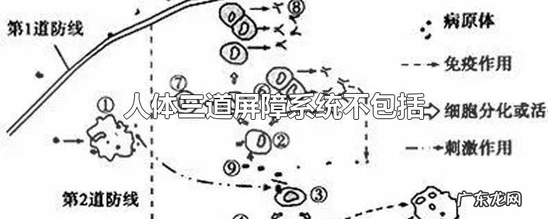 人体三道屏障系统不包括