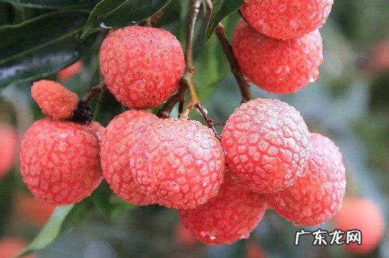 荔枝和杏子能一起吃吗