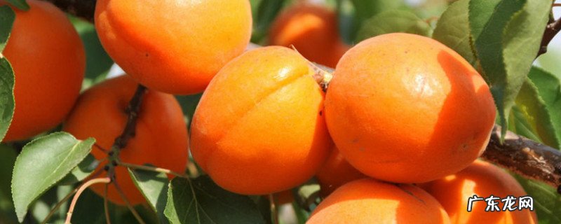 荔枝和杏子能一起吃吗