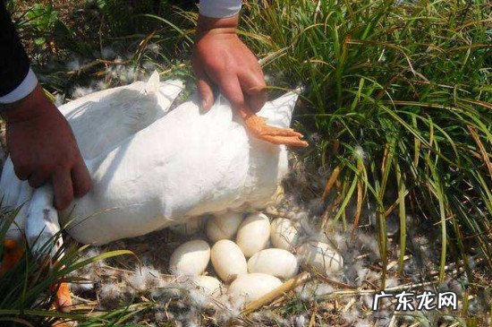 水煮鹅蛋腥不腥