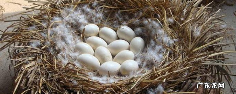 水煮鹅蛋腥不腥