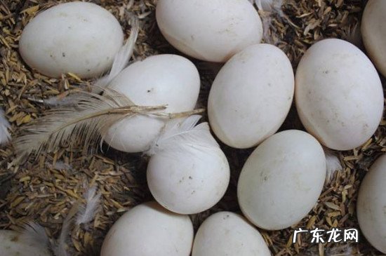 煮鹅蛋开水还是冷水