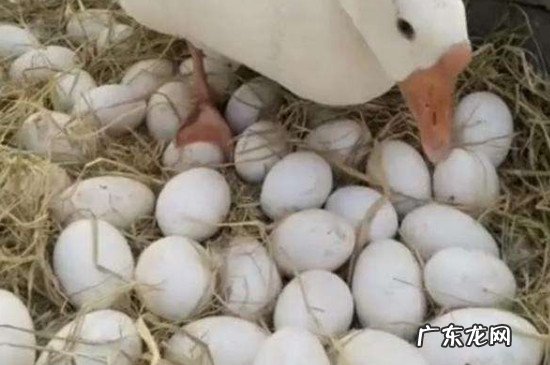 鹅蛋蛋黄半熟可以吃吗