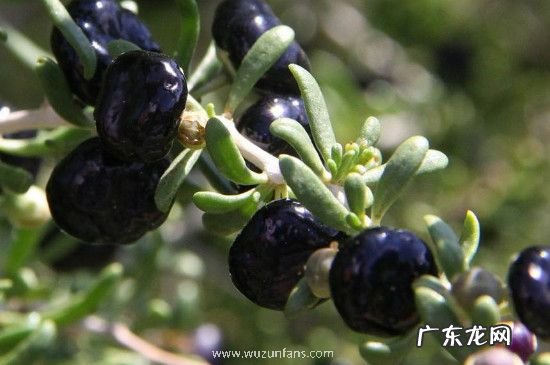 女人喝黑枸杞好处