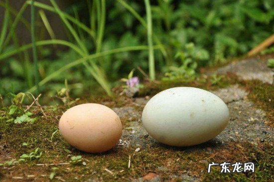 女性长期吃鹅蛋的好处