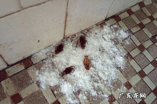 如何去蟑螂小妙招
