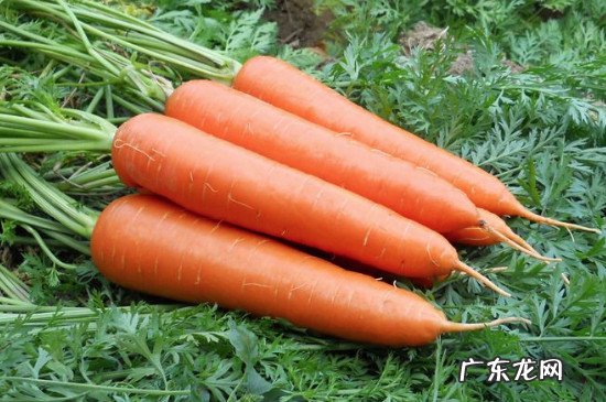 红萝卜和虾可以一起吃吗