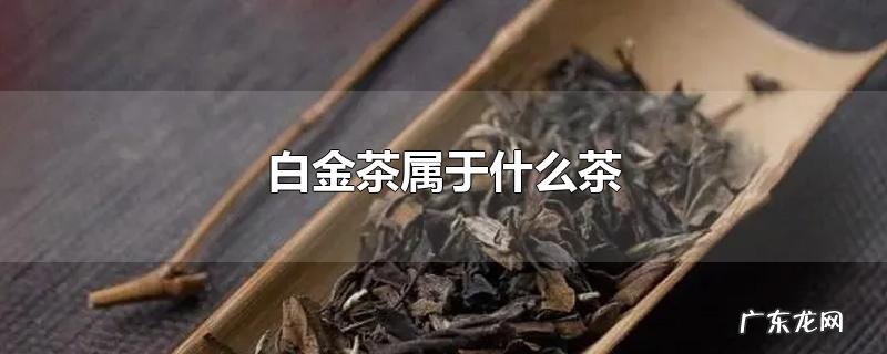 白金茶属于什么茶