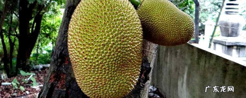 吃菠萝蜜的正确吃法