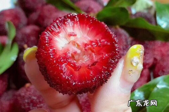 杨梅如果不洗干净怎么办