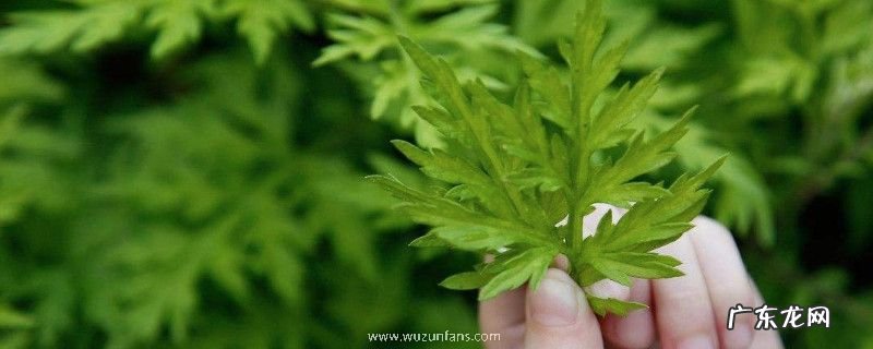 艾草煮水洗澡要煮多久