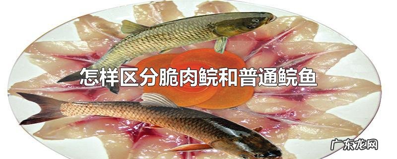 怎样区分脆肉鲩和普通鲩鱼