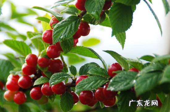 樱桃上火还是去火的