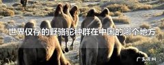世界仅存的野骆驼种群在中国的哪个地方