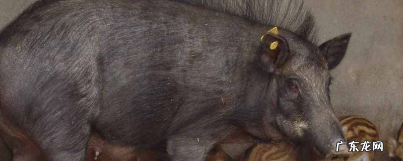 特种野猪繁殖技术,附种猪的饲养管理