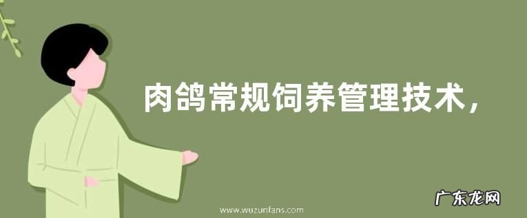 肉鸽常规饲养管理技术,详细介绍