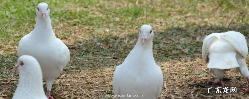 肉鸽常规饲养管理技术,详细介绍