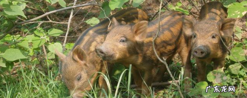 特种野猪冬季管理方案,注意三方面