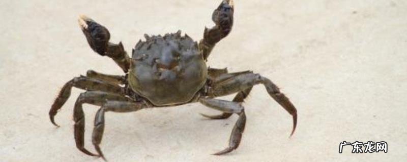 河蟹养殖塘的日常管理方案，注意及时清除残渣剩余食物