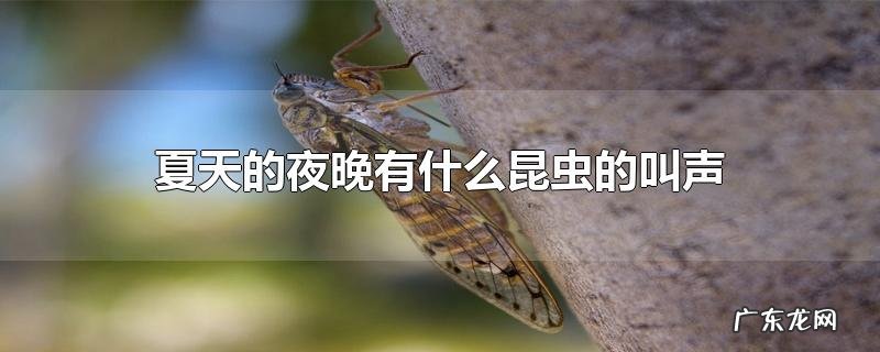 夏天的夜晚有什么昆虫的叫声