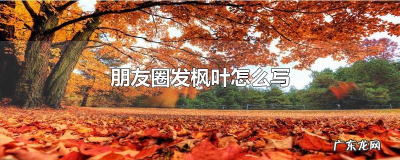朋友圈发枫叶怎么写
