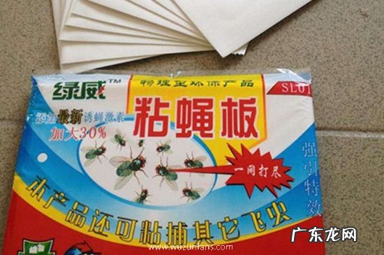 长期驱赶苍蝇的办法