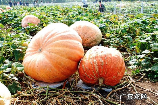 南瓜可以和鸡肉一起吃吗