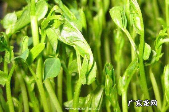 青豌豆发芽了怎么种