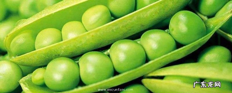 青豌豆发芽了怎么种