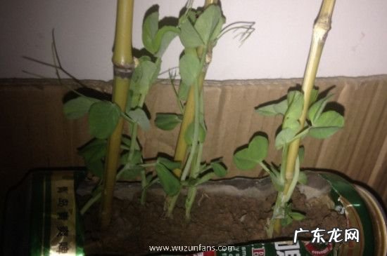 青豌豆发芽了怎么种