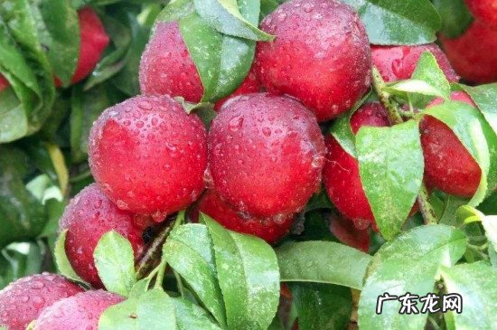 油桃可以多吃吗