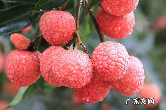 荔枝跟榴莲能一起吃吗