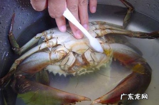 清蒸螃蟹的做法和步骤