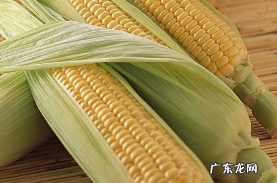 玉米代替主食会发胖吗