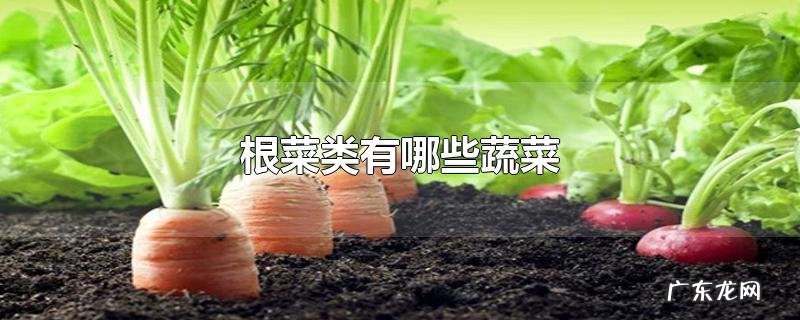 根菜类有哪些蔬菜