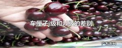 车厘子j级和JJ级的差别