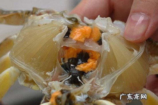 蟹膏是蟹的什么
