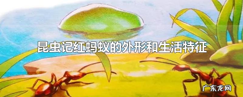 昆虫记红蚂蚁的外形和生活特征