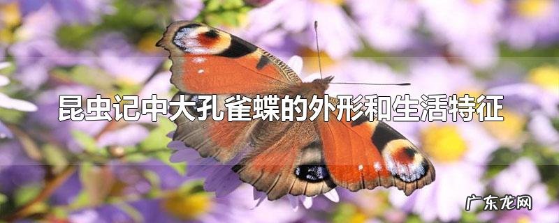 昆虫记中大孔雀蝶的外形和生活特征