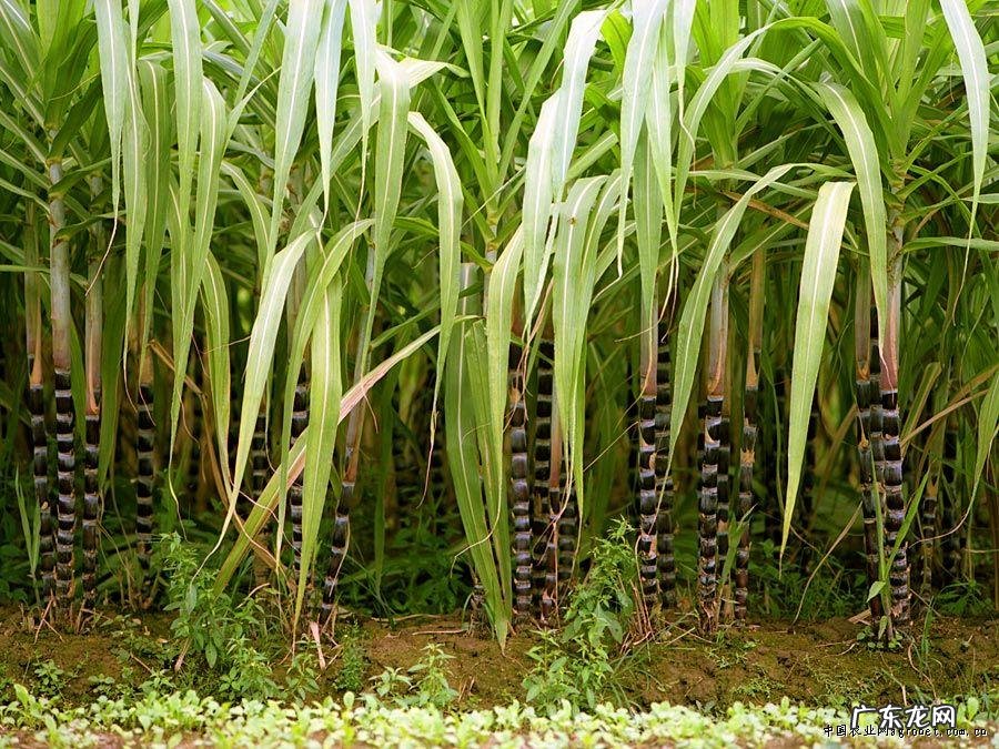 水果甘蔗种植技术