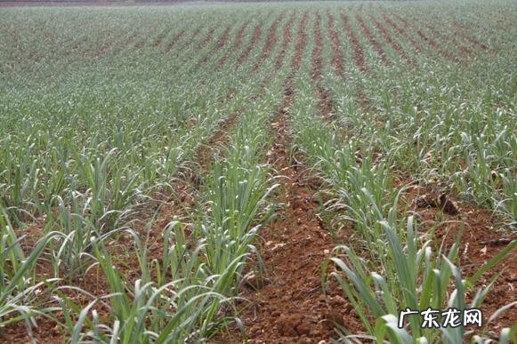 水果甘蔗种植技术