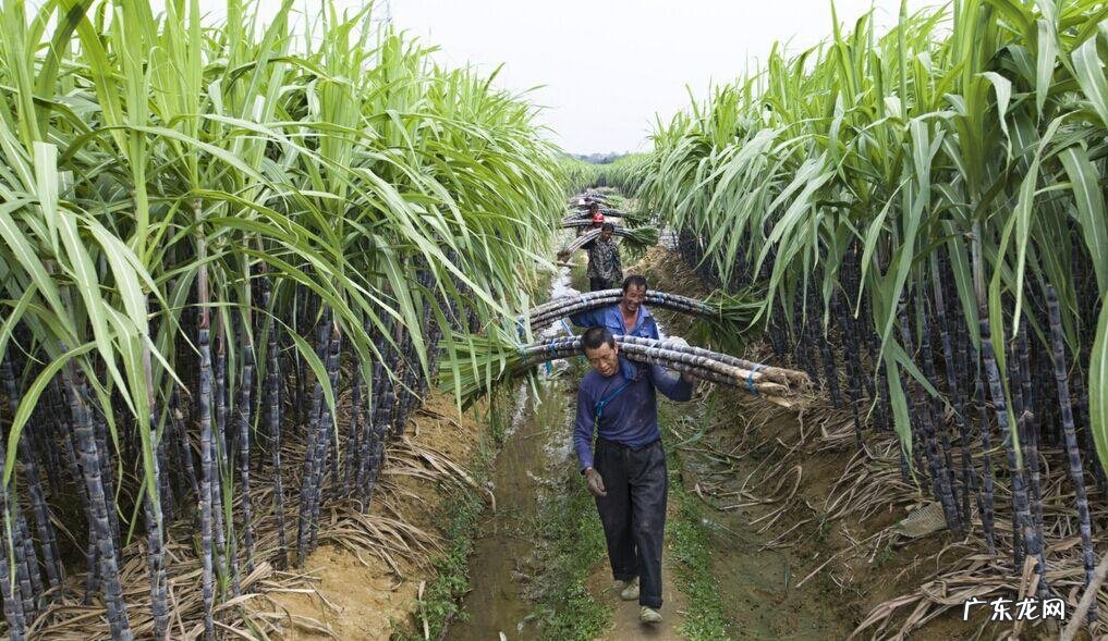 水果甘蔗种植技术