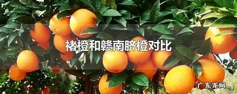 褚橙和赣南脐橙对比