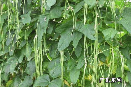 怎么判断豆角是否熟了