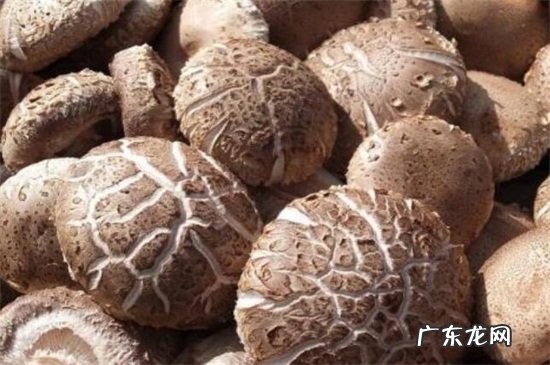 干香菇保质期多长时间