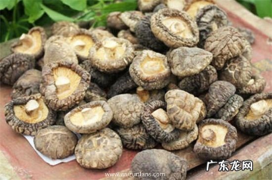 干香菇能保存多久