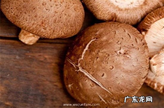 干香菇能保存多久