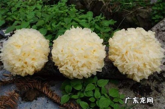 正确泡木耳的方法